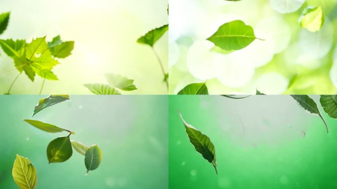 爆炸绿茶叶子清新香甜茶叶散开绿色植物叶子