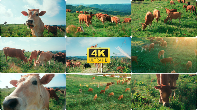 牛牛吃草黄牛山坡吃草4k