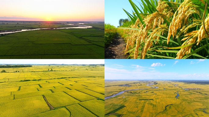 五常大米万亩良田丰收