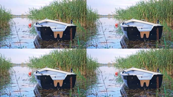 划艇停泊在芦苇床灯芯草在宁静的湖岸