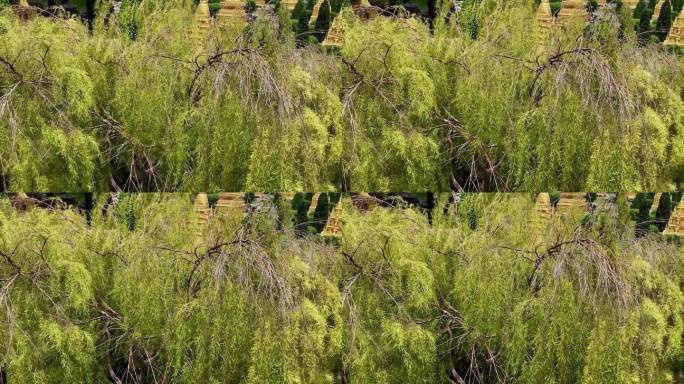 寺庙前的一棵垂泪树。