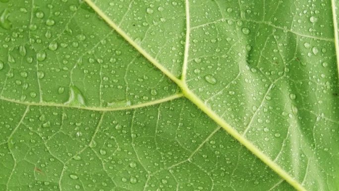 绿色的新鲜叶子在微距镜头背景。叶片表面的细胞结构图，有水滴显示植物。有纹理的植物或树木的明亮的叶子。