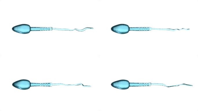 白色背景上的精细胞