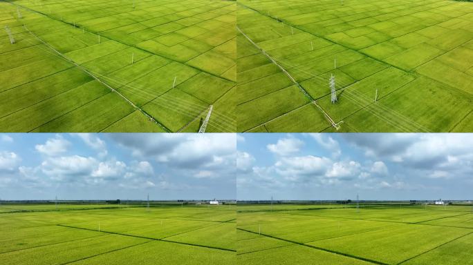 【有版权】4K东北大米稻田水稻黑土地