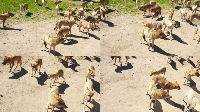 内蒙古锡林郭勒野狼谷 狼群