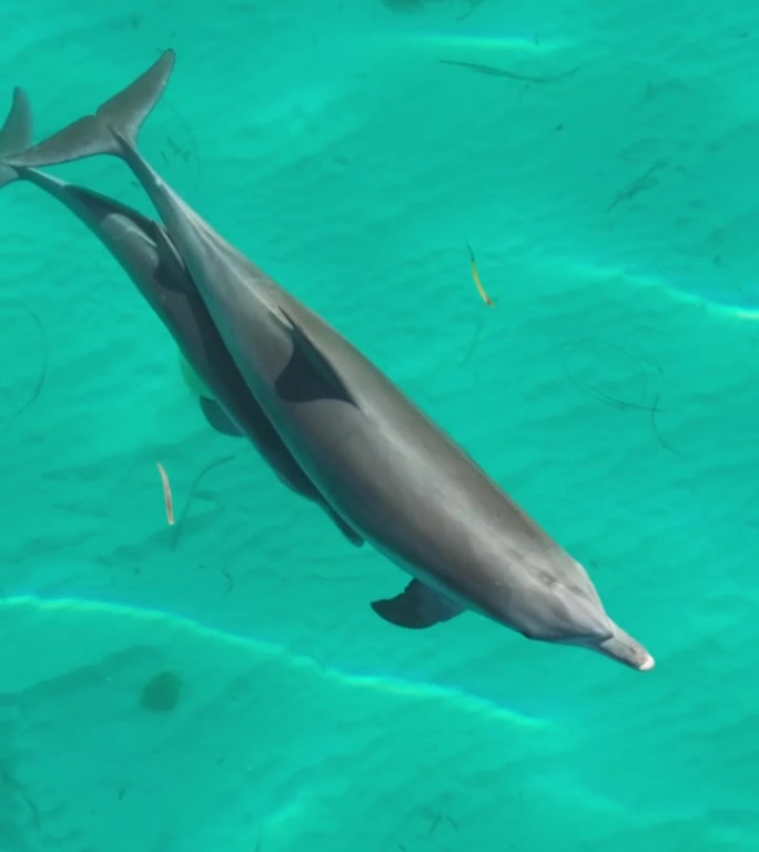 一只宽吻海豚和她的幼崽在澳大利亚海岸线外游泳的垂直无人机镜头