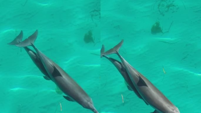 一只宽吻海豚和她的幼崽在澳大利亚海岸线外游泳的垂直无人机镜头