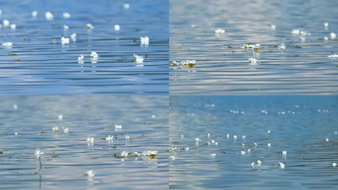 泸沽湖水性杨花海菜花4K