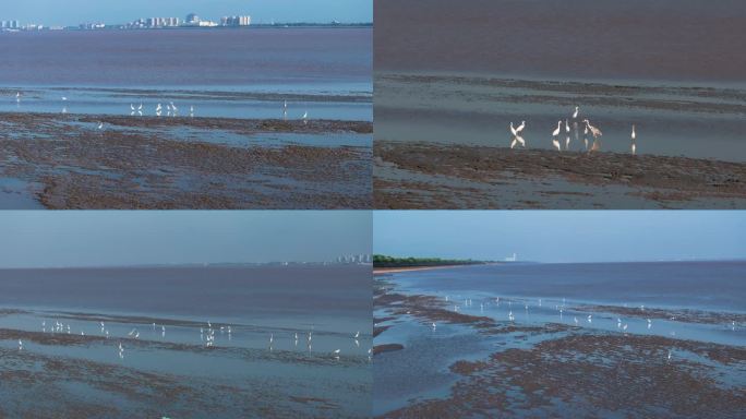 杭州钱塘江湿地滩涂栖息的白鹭空镜合集