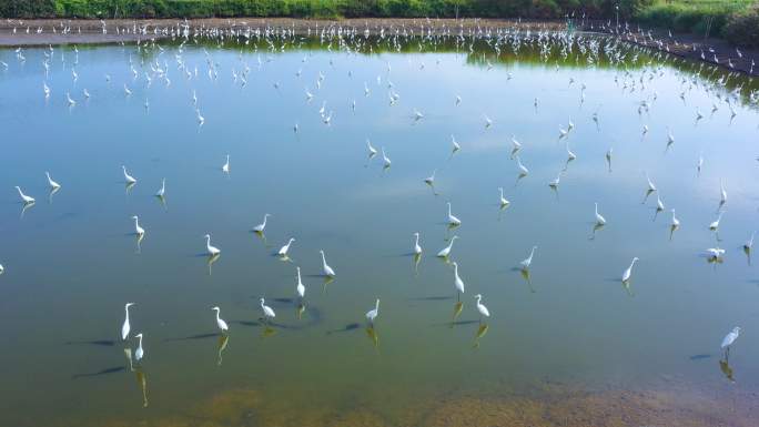 白鹭飞、湿地白鹭