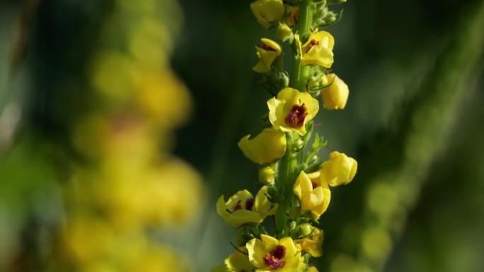 黑毛蕊花又称黑毛蕊花或暗毛蕊花