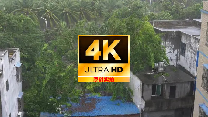 被台风摩羯摧毁的树