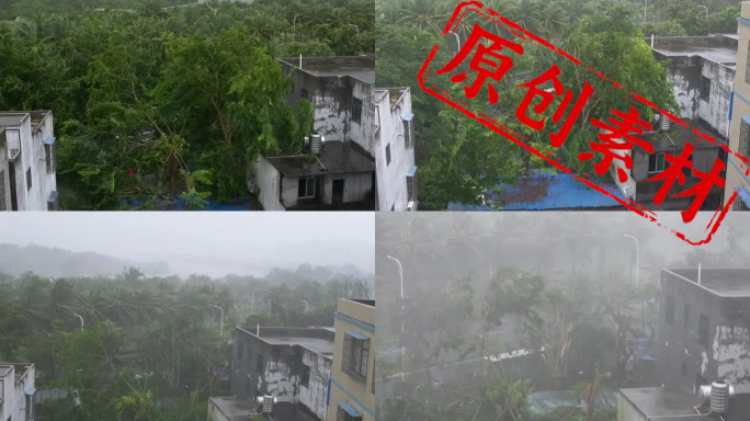 被台风摩羯摧毁的树