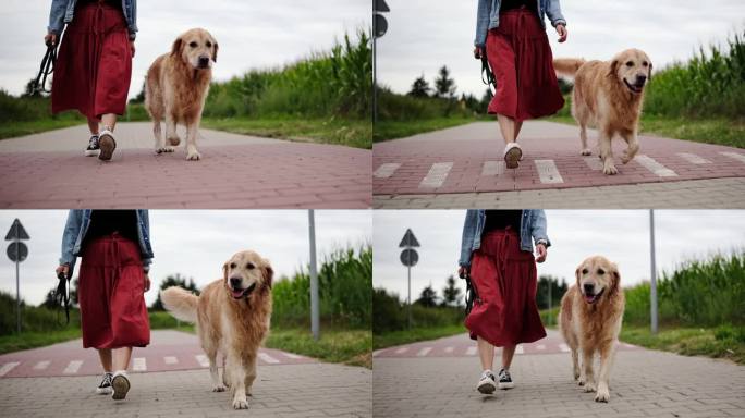 女主人与她的金毛猎犬散步