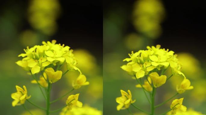 油菜花 有你 春来万物复苏 治愈