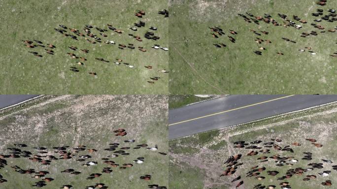 内蒙古  草原  群马  4K30帧