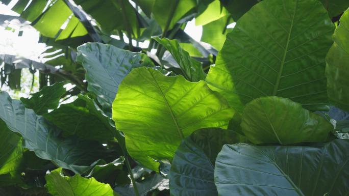 茂密宽大的热带植物叶片树叶绿植阳光芭蕉叶
