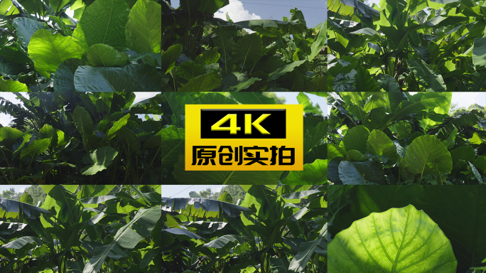 茂密宽大的热带植物叶片树叶绿植阳光芭蕉叶