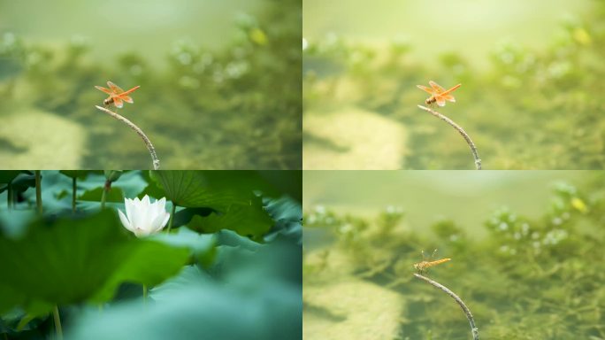 蜻蜓，荷花，大自然微生物，昆虫，荷塘，鱼