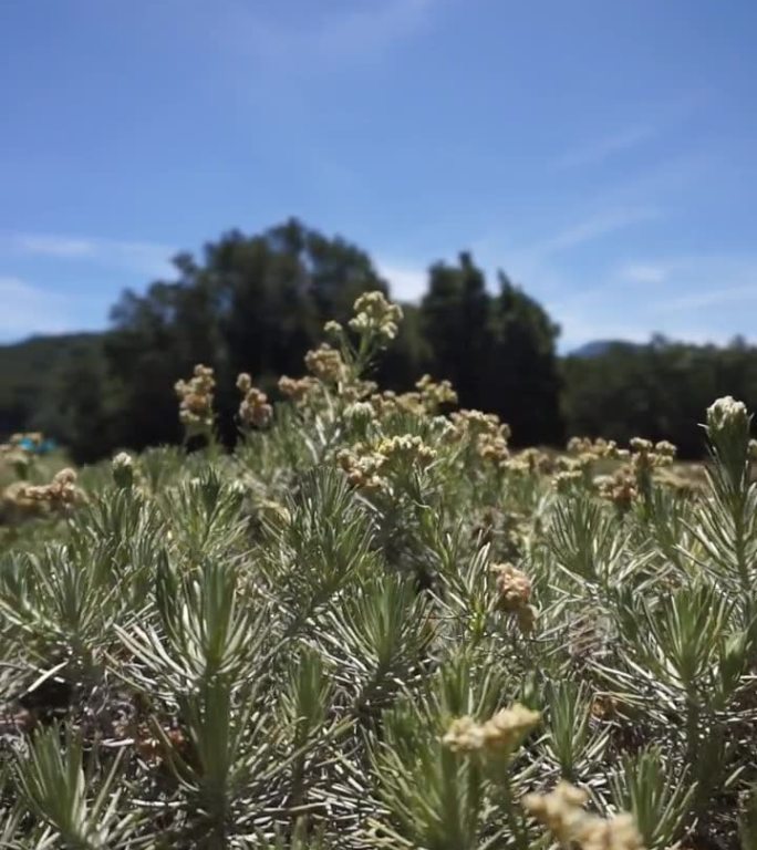 爪哇雪绒花或被称为Anaphalis javanica在印度尼西亚西爪哇加鲁特的帕潘达扬山上盛开