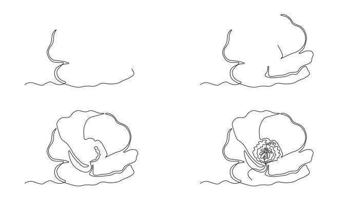 自绘制动画与一个连续的线绘制，抽象罂粟花，美容院标志