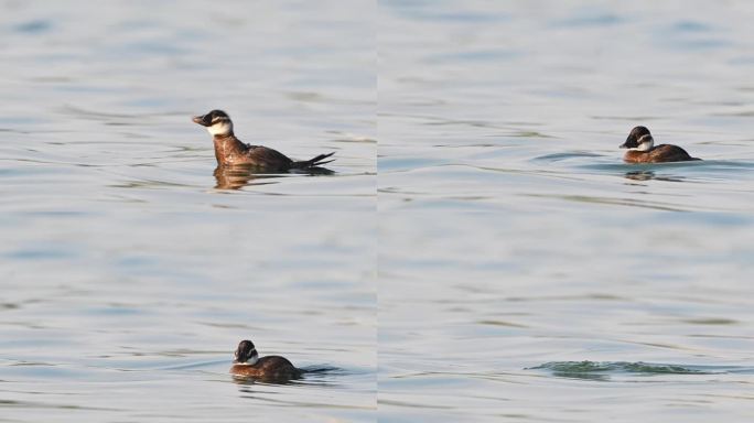 白头鸭(Oxyura leucocephala)在湖中游泳。慢动作