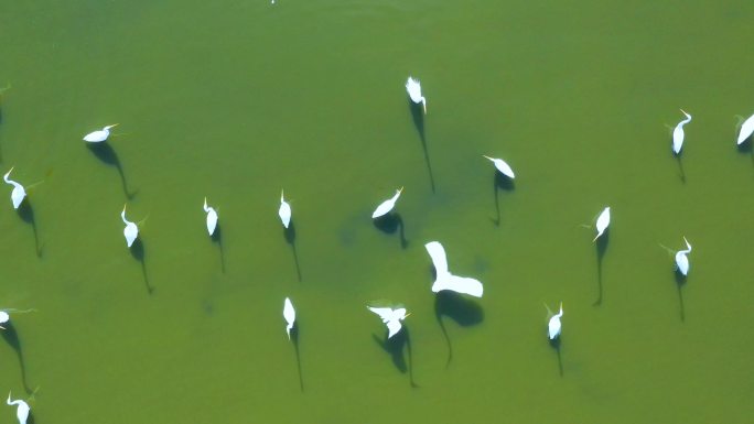 白鹭飞、湿地白鹭