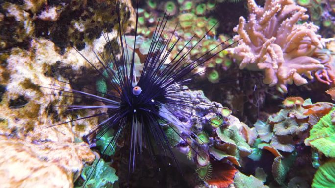 珊瑚礁上的黑色长脊海胆。尾海胆是一种长刺海胆，属于尾海胆科。