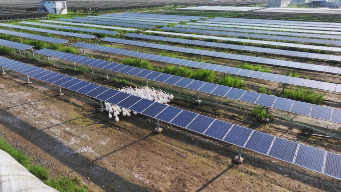 鸭子养殖场内光伏发电站