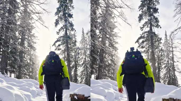 男性背包客在白云石山区森林中沿着积雪覆盖的落叶松行走的后视图