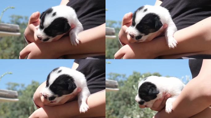 小狗在等待喂食时吮吸手指