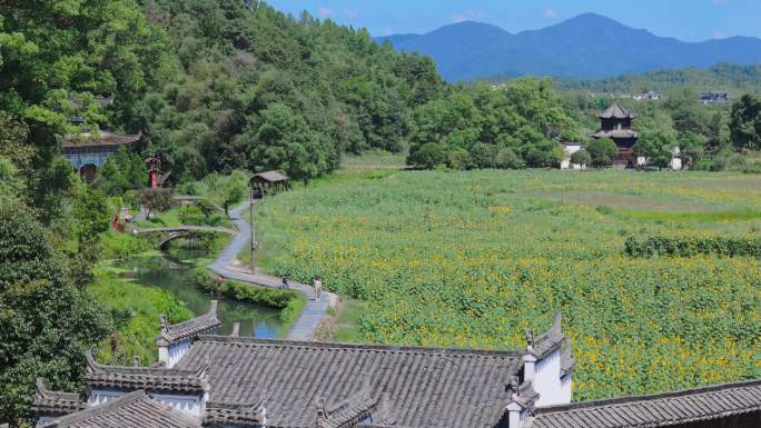 婺源李坑景区 向日葵