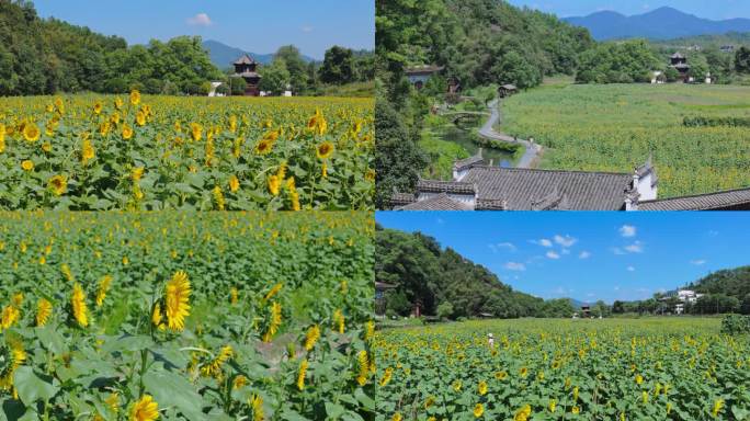 婺源李坑景区 向日葵