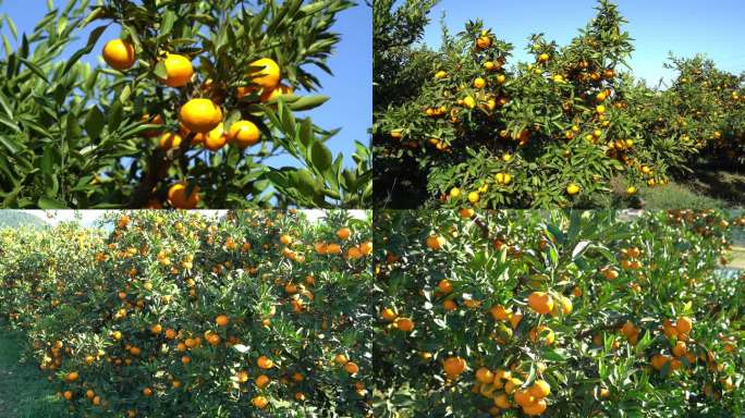 树上的柑橘
