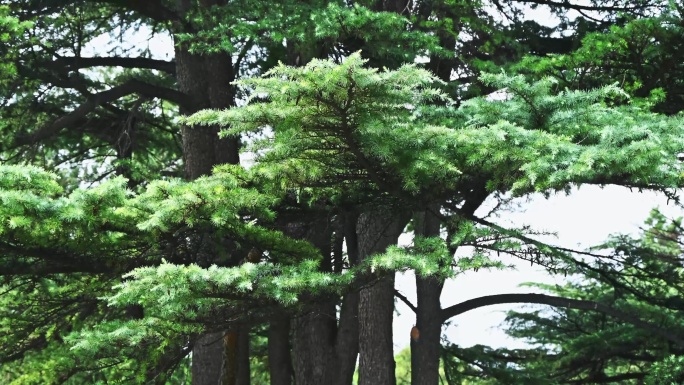 百年古树松树树枝枝叶松针随风摆动特写