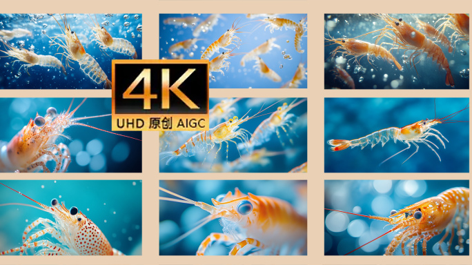 水中的虾 海鲜淡水虾 水中活虾 新鲜活虾