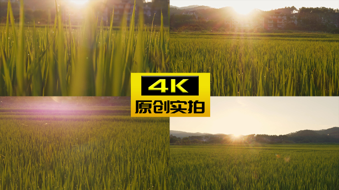 黄昏逆光田野禾苗