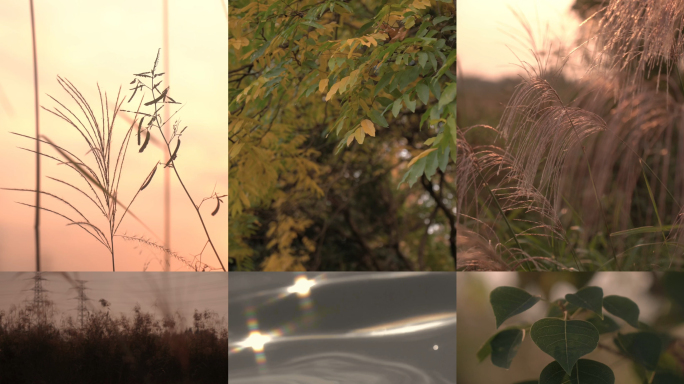 4K 6组落日下的湖面 芦苇树叶风中摇曳