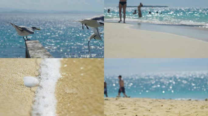 热带海边海岛海滩海鸥海浪海星风情度假意境