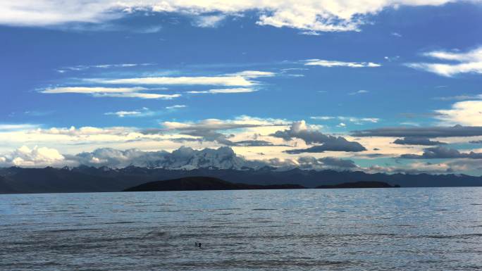 西藏纳木错湖面海鸥实拍