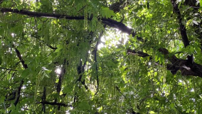 树枝在湖边水中倒影闪光