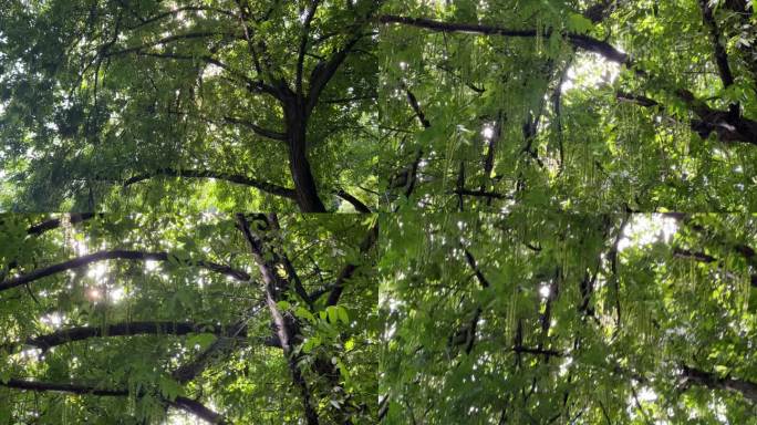 树枝在湖边水中倒影闪光