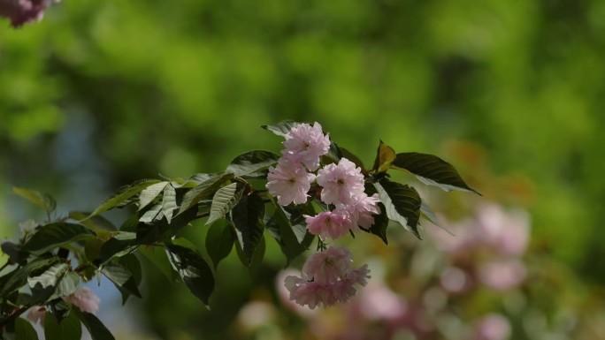 日本樱花盛开的美丽树枝