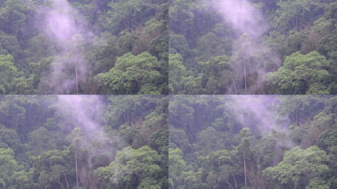 一团云雾在云南德宏州的热带雨林里流动