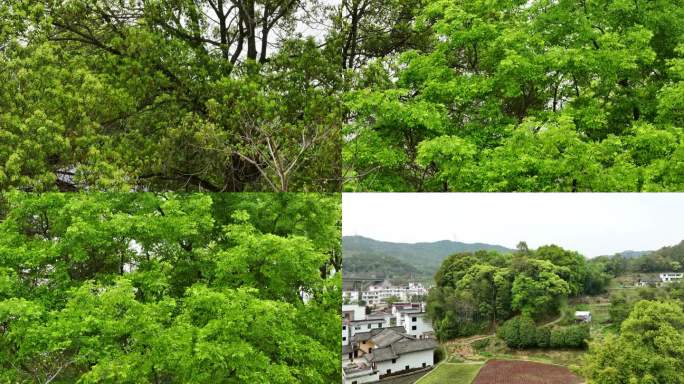 樟树苦槠木荷树林