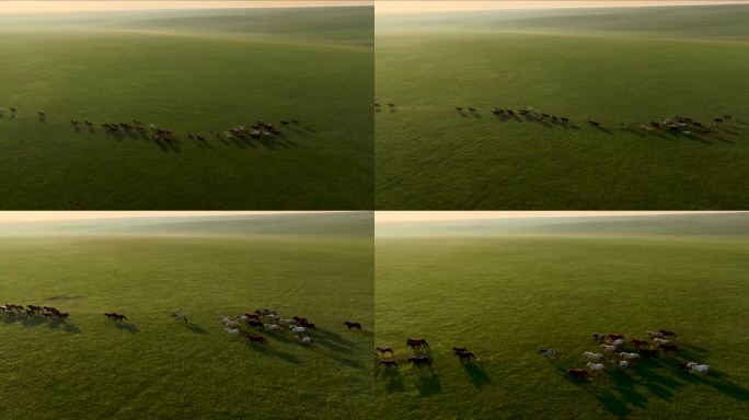 草原上奔跑的马群 日出 朝霞 晚霞 清晨