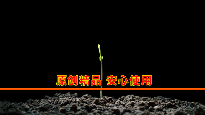 玉米发芽延时摄影