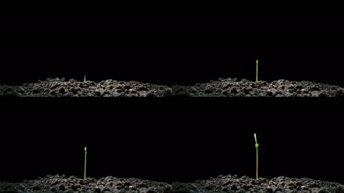 玉米发芽延时摄影