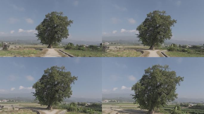 十字路口的大树 飞鸟