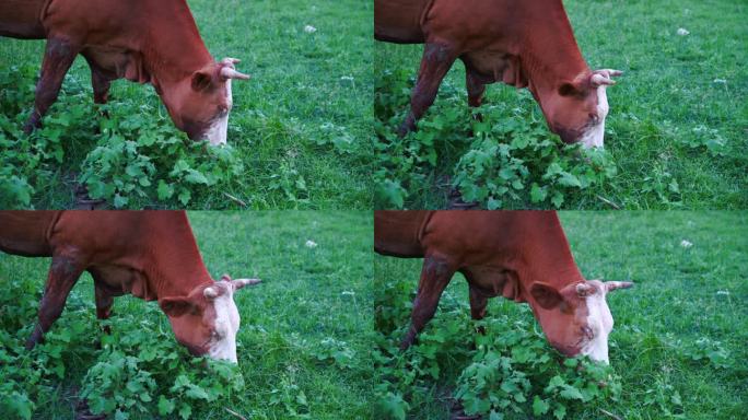 黄牛在草场吃草的特写镜头慢动作